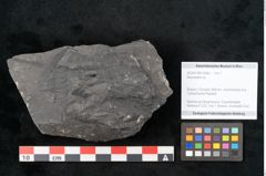 Foto (Objekt + Etikett) von Neuropteris sp.  (NHMW-GEO-2024-0188-10685)